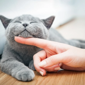 Grey cat enjoying a gentle chin scratch from a person’s finger while resting on a wooden surface