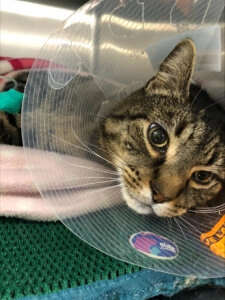 Harry the tabby cat resting while wearing a clear protective cone collar after surgery