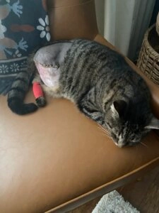 Harry the tabby cat resting on a brown chair with a shaved hind leg and red bandage following a leg amputation surgery
