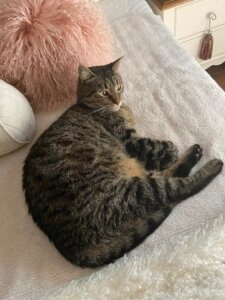 Harry the tabby cat lying comfortably on a light coloured couch beside a fluffy pink cushion