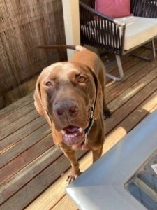 Hollie chocolate brown dog standing on a wooden deck looking up with mouth slightly open