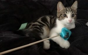 Jia-Jia the tabby and white cat lying on a dark blanket while holding a small blue toy on a stick
