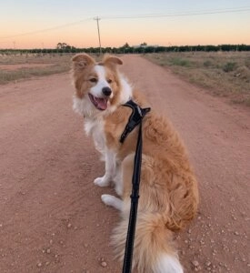 Leo the brown and white dog sitting on a dirt road while wearing a harness and leash