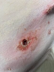 Close-up of Leo’s skin showing small puncture wounds from canine teeth with mild redness around the area