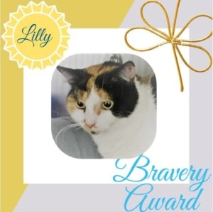 Lilly the white, black and orange cat featured on a Berwick Veterinary Hospital Bravery Award graphic