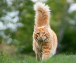 Long-haired ginger cat walking across grass outdoors with its tail raised and green trees in the background