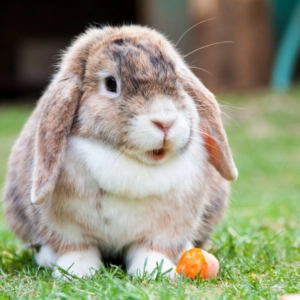 Brown and white lop ear rabbit sitting on green grass beside a small carrot