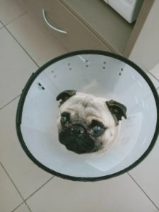 Louis the pug wearing a protective cone collar and looking up with wide eyes