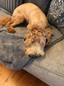 Maggie scruffy wire haired brown dog with a shaggy beard lying comfortably on a soft grey couch cushion indoors