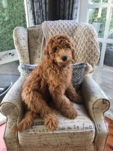 Maggie curly coated brown puppy sitting on a patterned armchair with cushions in a bright living room