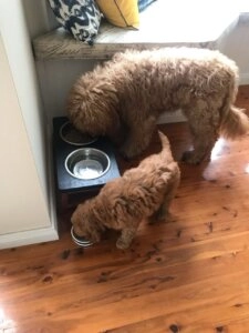 Maggie curly coated dog eating from a metal food bowl on a wooden floor while a smaller dog eats beside her indoors