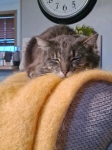 Mako the grey cat resting comfortably on the back of a couch with a yellow blanket in a cozy home setting