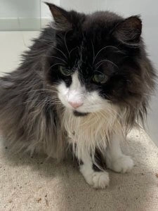 Merlin the long-haired black and white cat sitting on the floor with fluffy fur