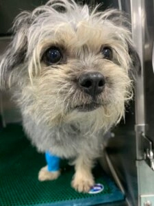 Minty small scruffy dog standing on a veterinary exam table with a bandaged front leg