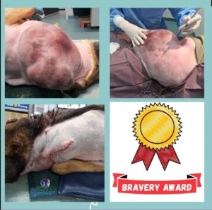 Misha dog medical treatment collage showing shaved surgical area and veterinary procedure images with bravery award graphic