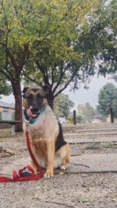 Misha German Shepherd sitting on a gravel path with a red leash and trees in the background