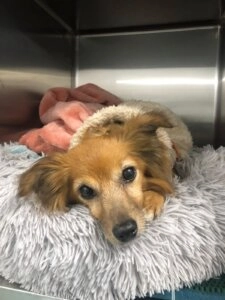 Missy the small brown and white dog resting comfortably on a soft fluffy bed inside a veterinary clinic recovery kennel
