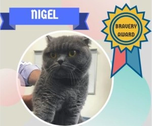Nigel the grey cat featured in a bravery award graphic with a blue ribbon badge and award banner