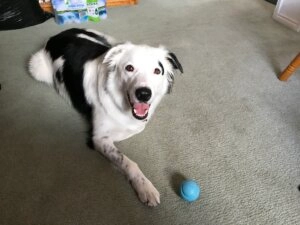 Otto, a three year old black and white Border Collie, lying on a carpet beside a small blue ball