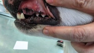 Close-up of a dog named Otto with the lip gently lifted to show the teeth and gums during an oral examination