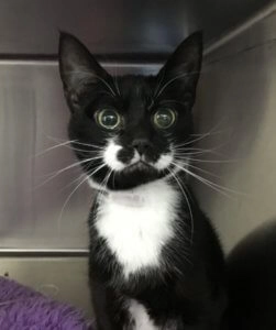 Pippa the black and white tuxedo cat sitting alert inside a veterinary clinic kennel with wide curious eyes