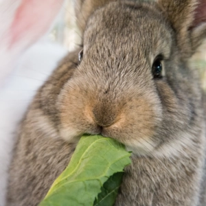 Close-up of a brown rabbit eating a fresh green leaf, with its nose and whiskers visible as it nibbles the leafy vegetable