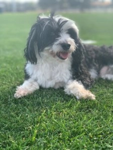 Rhea small black and white fluffy dog lying on green grass with tongue slightly out