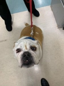 Rollzie bulldog on a red leash looking up while standing on a light coloured floor