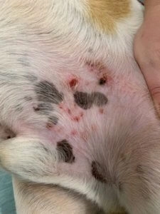 Rollzie dog abdomen showing small skin wounds and irritated spots on the belly