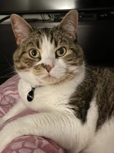 Romeo Koromi the cat resting on a pink blanket with white and tabby fur and alert eyes