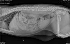 Romeo Koromi cat veterinary X-ray showing side view of the spine ribs and internal organs