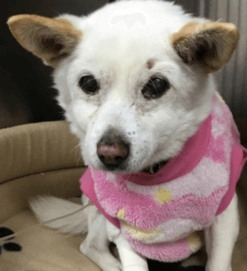 Roxy small white dog wearing a pink sweater sitting in a pet bed with ears slightly raised