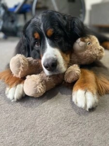 Sadie Bernese Mountain Dog lying on carpet with a plush toy resting between her paws