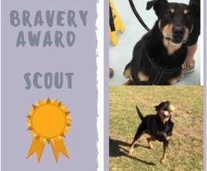 Collage showing Scout the black and tan dog with two photos alongside a bravery award ribbon graphic