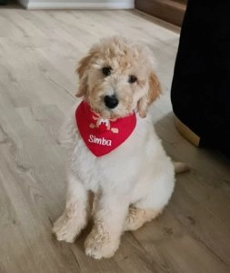 Simba light coloured puppy sitting indoors on wooden floor wearing a red bandana