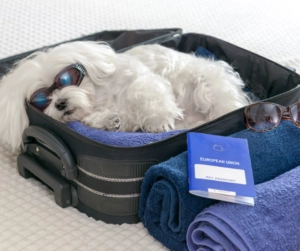 Small white dog wearing sunglasses resting inside an open suitcase with towels and travel items