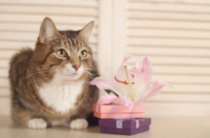 Tabby cat sitting on a table beside a pink lily flower arrangement placed in a small decorative gift box