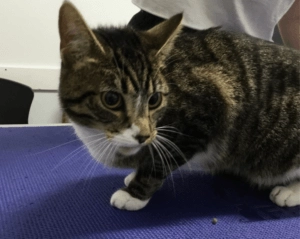 Theo brown and black tabby cat standing on a veterinary examination table while being checked at the clinic