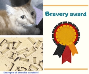 Cat named Tummy featured beside a Bravery Award graphic with an example image of struvite crystals related to urinary health