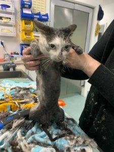 Yuki white and grey cat with shaved body being gently held by a veterinary staff member in a treatment room
