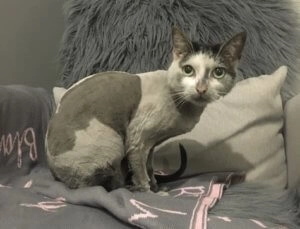 Yuki white and grey cat with a shaved body sitting on a couch with soft cushions indoors