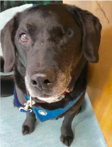 Zac black Labrador dog wearing a blue bandana sitting indoors and looking upward