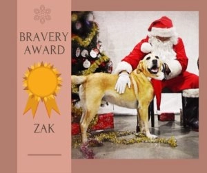Zak dog standing beside Santa Claus near a decorated Christmas tree with a bravery award graphic