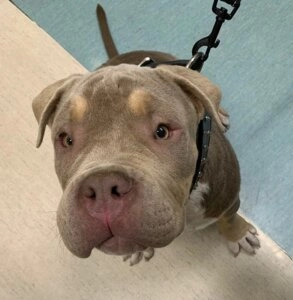 Zeus, a five month old XL Bully puppy looking up with an alert expression while standing on a leash indoors