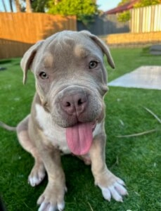Zeus, a five month old XL Bully puppy sitting on green grass with his tongue out in a backyard setting