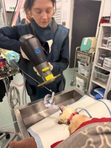 Veterinary dental procedure